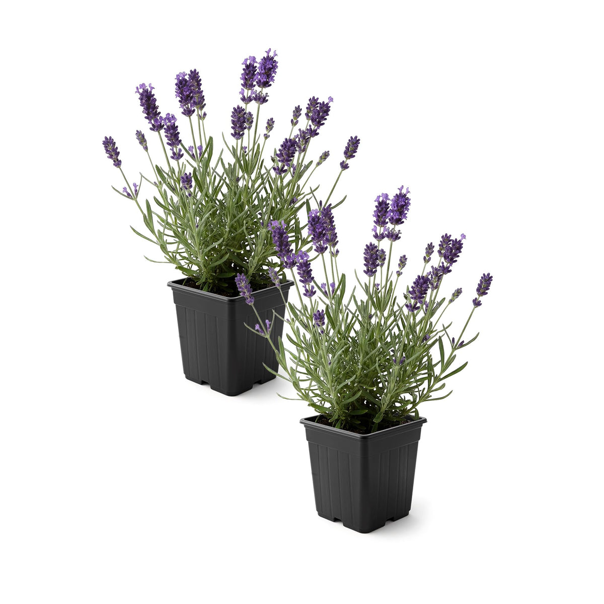 Live Lavender 2-Pack – Purple – Fragrant Sun Perennial Herb, Pollinator Friendly, 10” Tall, 1 Qt Pot