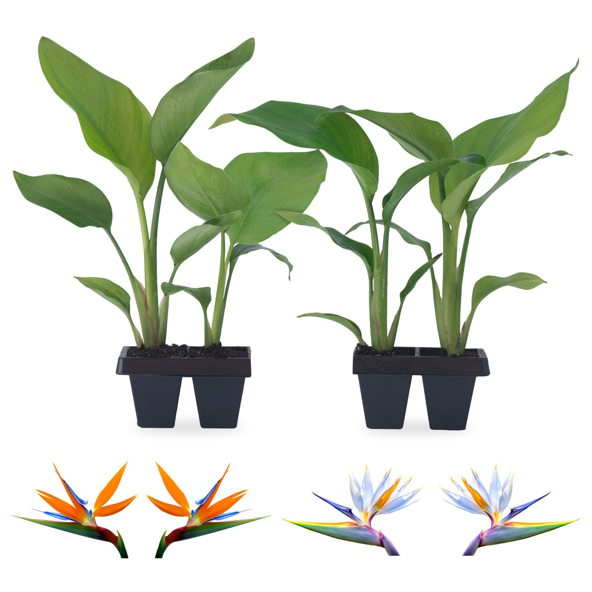 Bird of Paradise Plants Live (4-Pack), Strelitzia Plants with Perennial Orange (2) and White (2) Flowers, Indoor/Outdoor Plants, Exotic Tropical Decor, Not Artificial, 6-10" Height. 2" Pot.