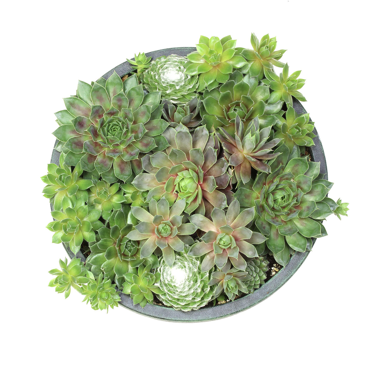 Live Sempervivum Hens and Chicks Succulent Bowl with Mini Plants, Decorative Ceramic Planter by Plants for Pets