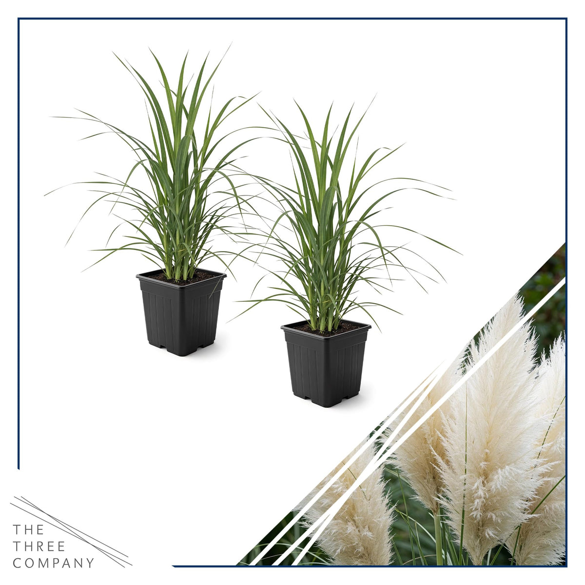 Live Ornamental Pampas Grass (Cortaderia selloana) - White (2 Pack) - Perennial Accent Plant - 10" Tall by 5" Wide in 1.5 Qt Pot