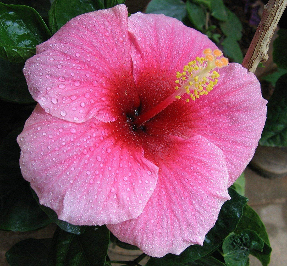 Hawaiian Pink Hibiscus Plant Cutting Live - Tropical Flowering Shrub 1-3 Inch, Easy Care Hardy Perennial 8-12 Feet, Big Island Grown Extended Bloom