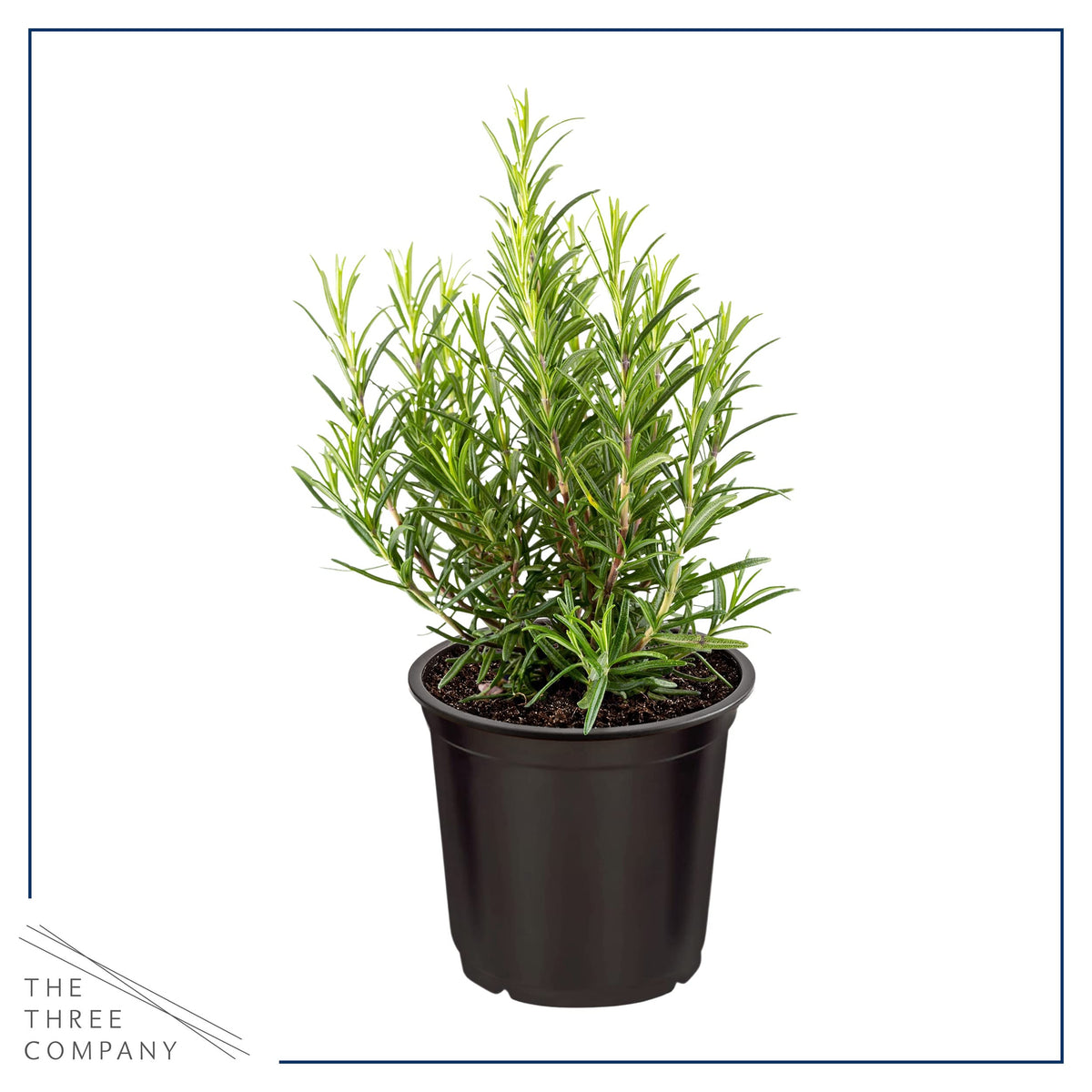 Live Aromatic and Edible Herbs - Assorted Varieties (4 Per Pack) - Lemon Verbena, Eucalyptus, Mint, Lavender - 6" Tall by 3" Wide in 1 Pint Pot