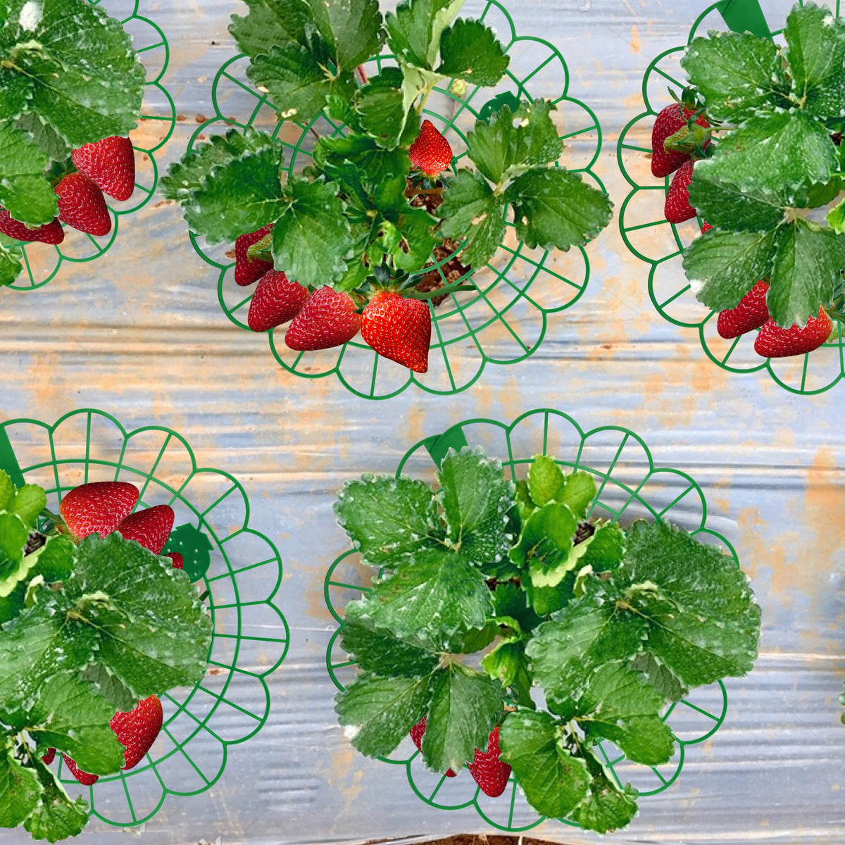 Iceyyyy 6 Pack Strawberry Plant Stand Supports-Strawberry Plant Support Stand Rack with 4 Support Feets-Growing Frame Holder Cage to Keep Berries Clean and Prevent Rot