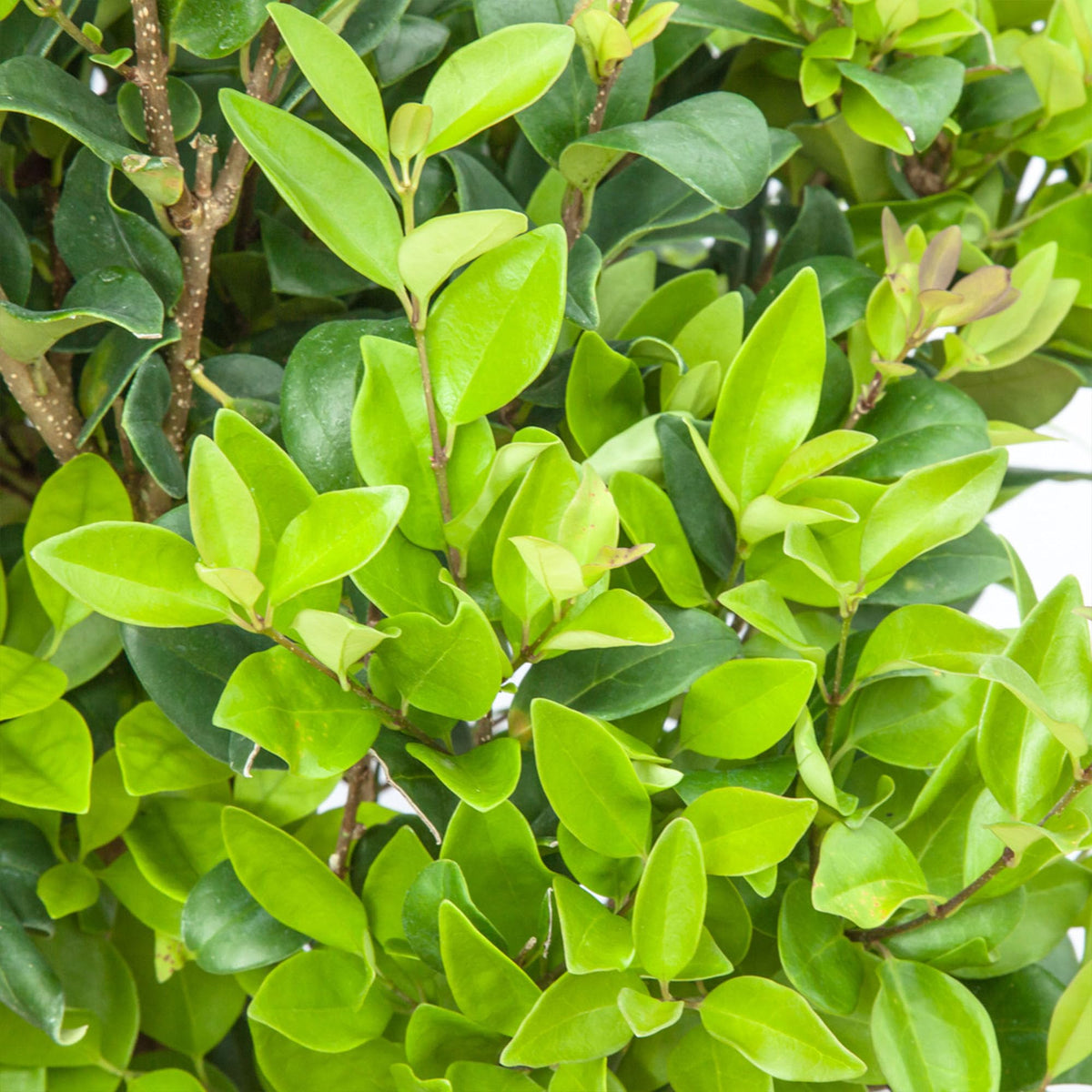 Perfect Plants Waxleaf Ligustrum 1 Gallon Growers Pot | Fast Growing Evergreen Shrub with Timy White Blooming Clusters