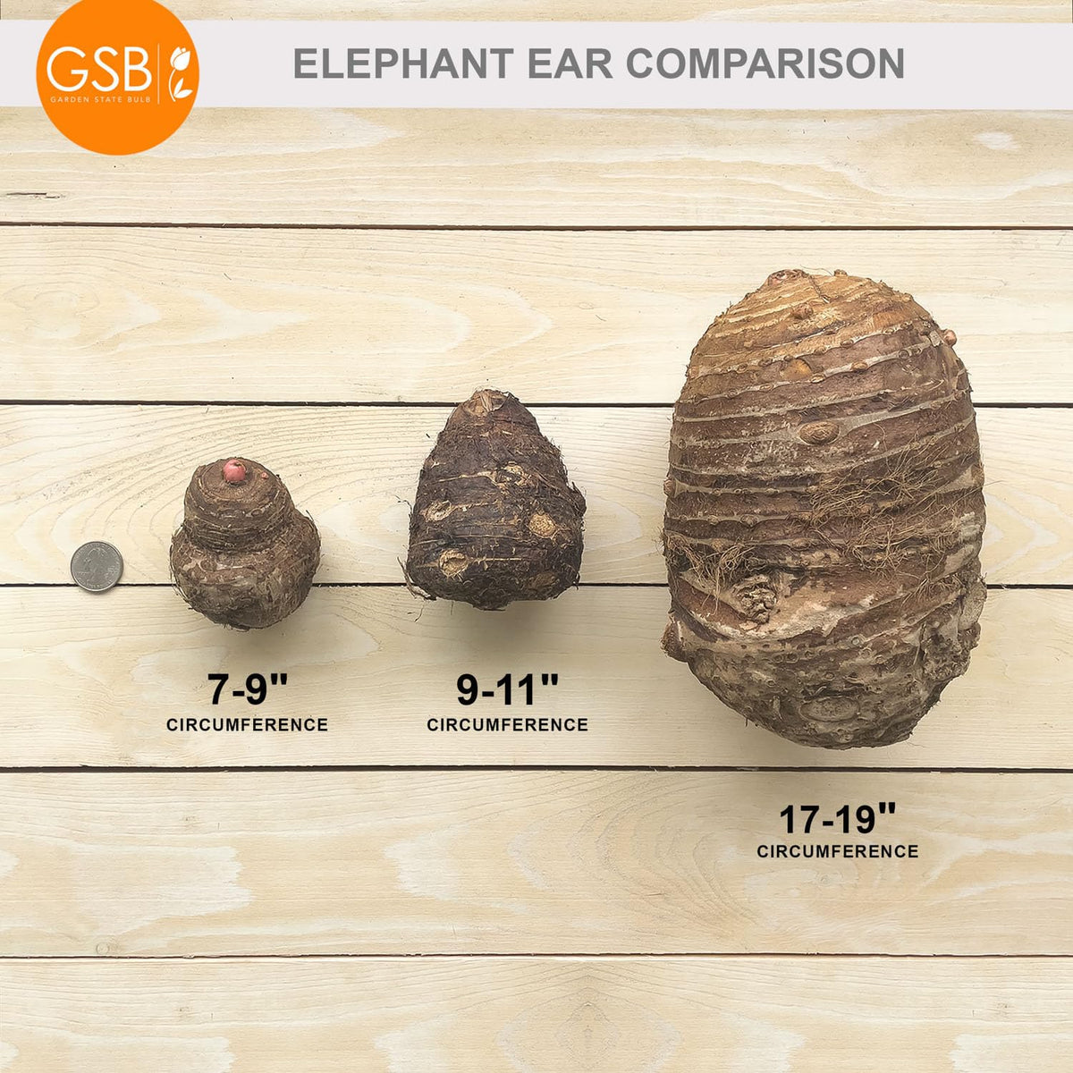 Garden State Bulb Premium Black Magic Elephant Ear Bulbs, 7/9 inches, Spring Planting (Bag of 2)