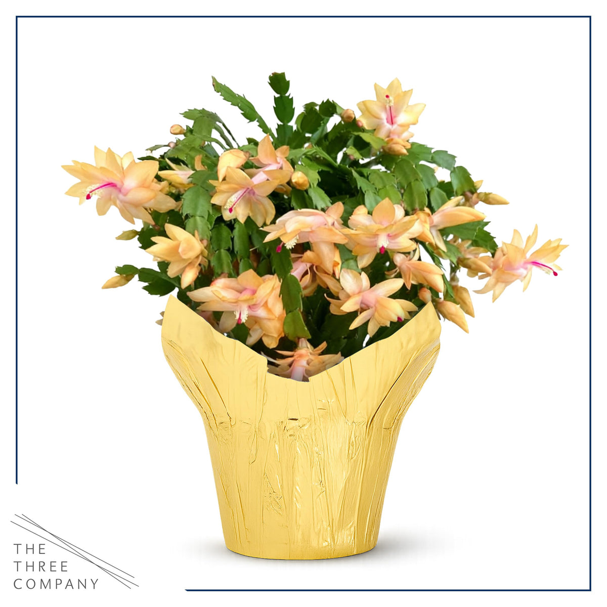 Live Flowering Zygocactus - Yellow-Orange - Thanksgiving/Christmas Cactus - Seasonal Bloomer, Currently Out of Bloom - 5” Tall by 5” Wide in Deco Cover