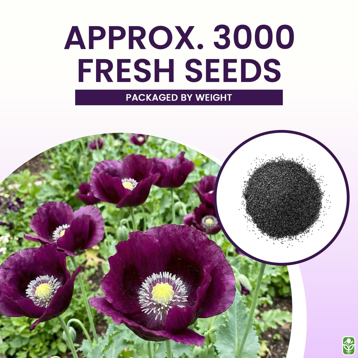 Purple Grape Poppy Seeds - Tall Poppy with Black Markings - 3000 Seeds