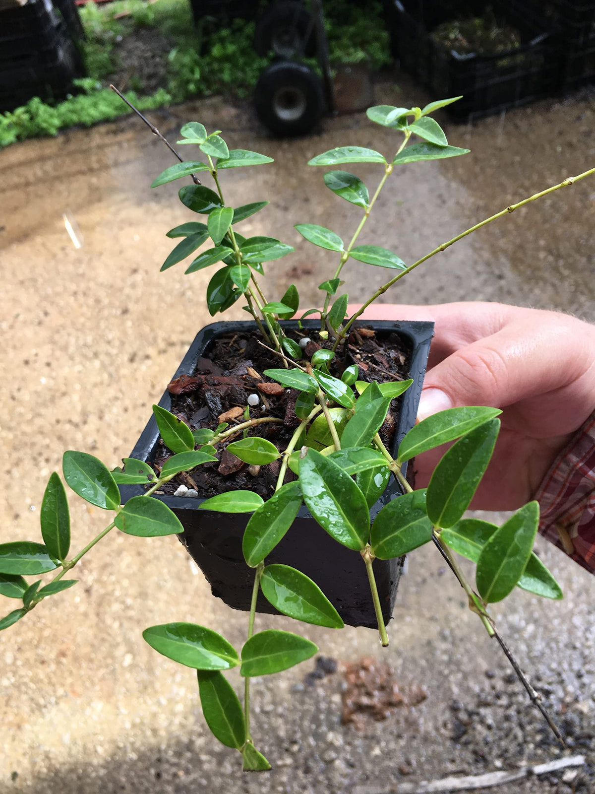 8 Vinca Plants Periwinkle/Vinca - Hardy Groundcover 8 Plants in 4 inch Pots