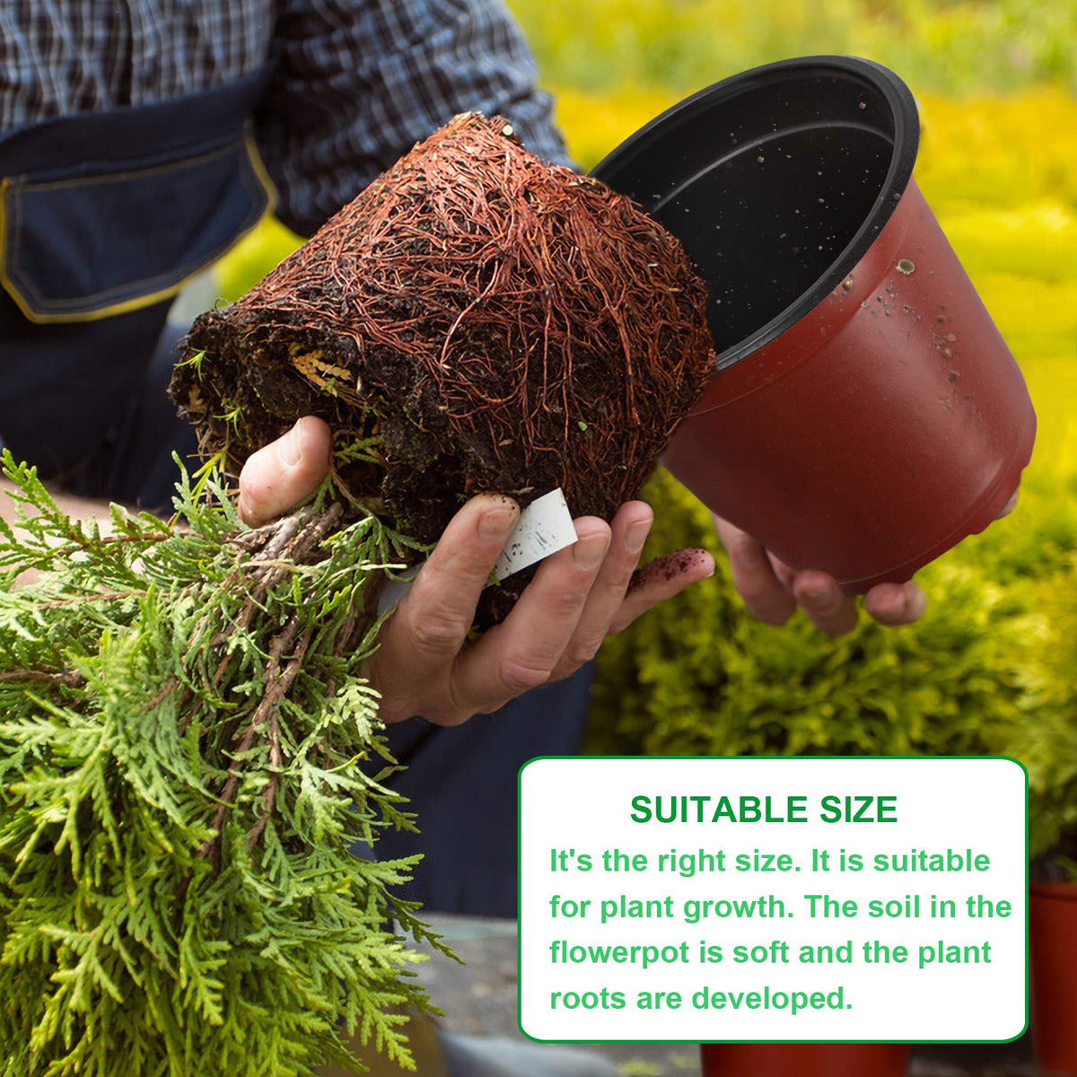 Augshy 110 Pcs 6" Plastic Plants Nursery Pot, Seed Starting Pots for Succulent Seedling Cutting Transplanting
