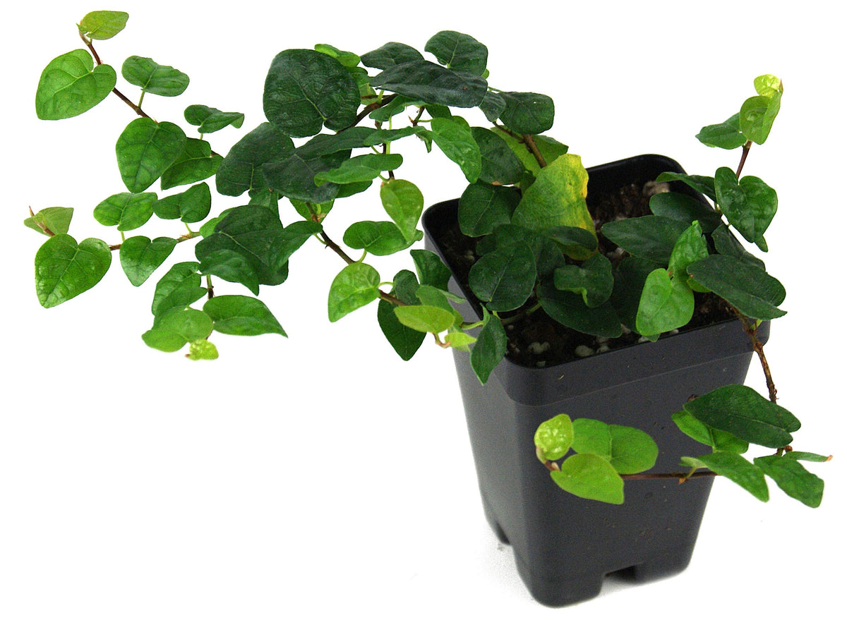 Josh's Frogs Ficus pumila 'Creeping Fig'