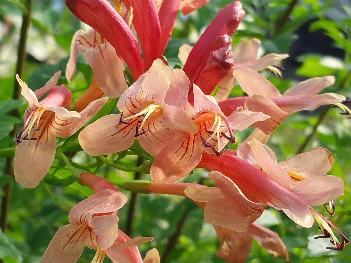 Mango Honeysuckle - Tecoma capensis -Live Semi-Tropical Plant - Peach Flower - Emerald Godess Gardens - Starter Sz 4 Inch Pot