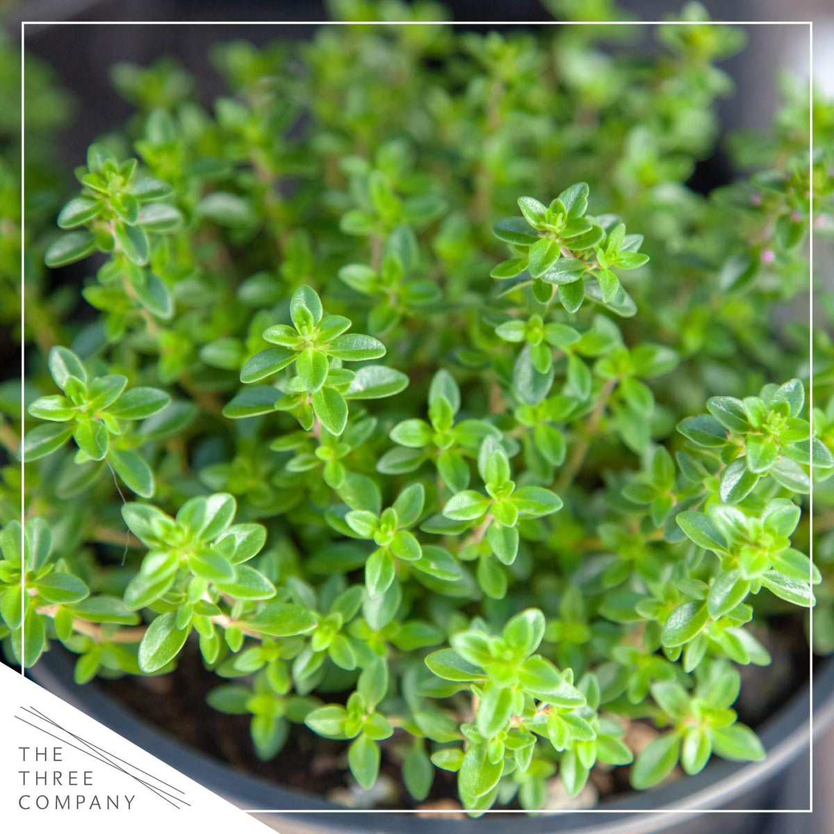 Live Aromatic and Edible Herb Assortment (Rosemary, Eucalyptus, Mint, Lemon Balm, Other Assorted Herbs), 6 Plants Per Pack