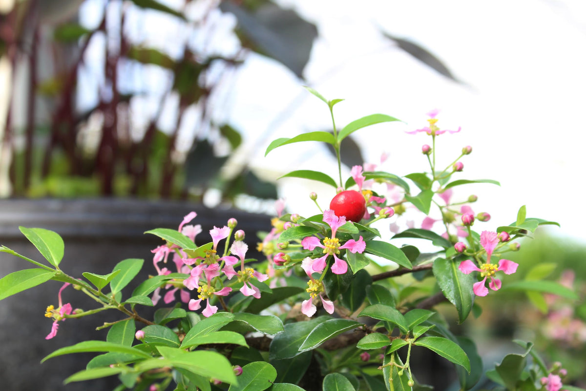 Brussel's Bonsai Live Barbados Cherry Bonsai Tree - Indoor Live Bonsai Tree with Ceramic Bonsai Pot