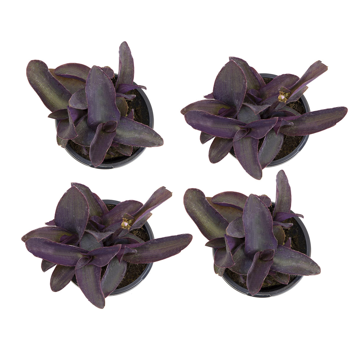 Live Spiderwort Tradescantia (4 Pack), Purple Heart Plants, Trailing Plants & Vines, Outdoor Garden Perennial & Annual, Hardy, Easy to Grow Spring Flowers