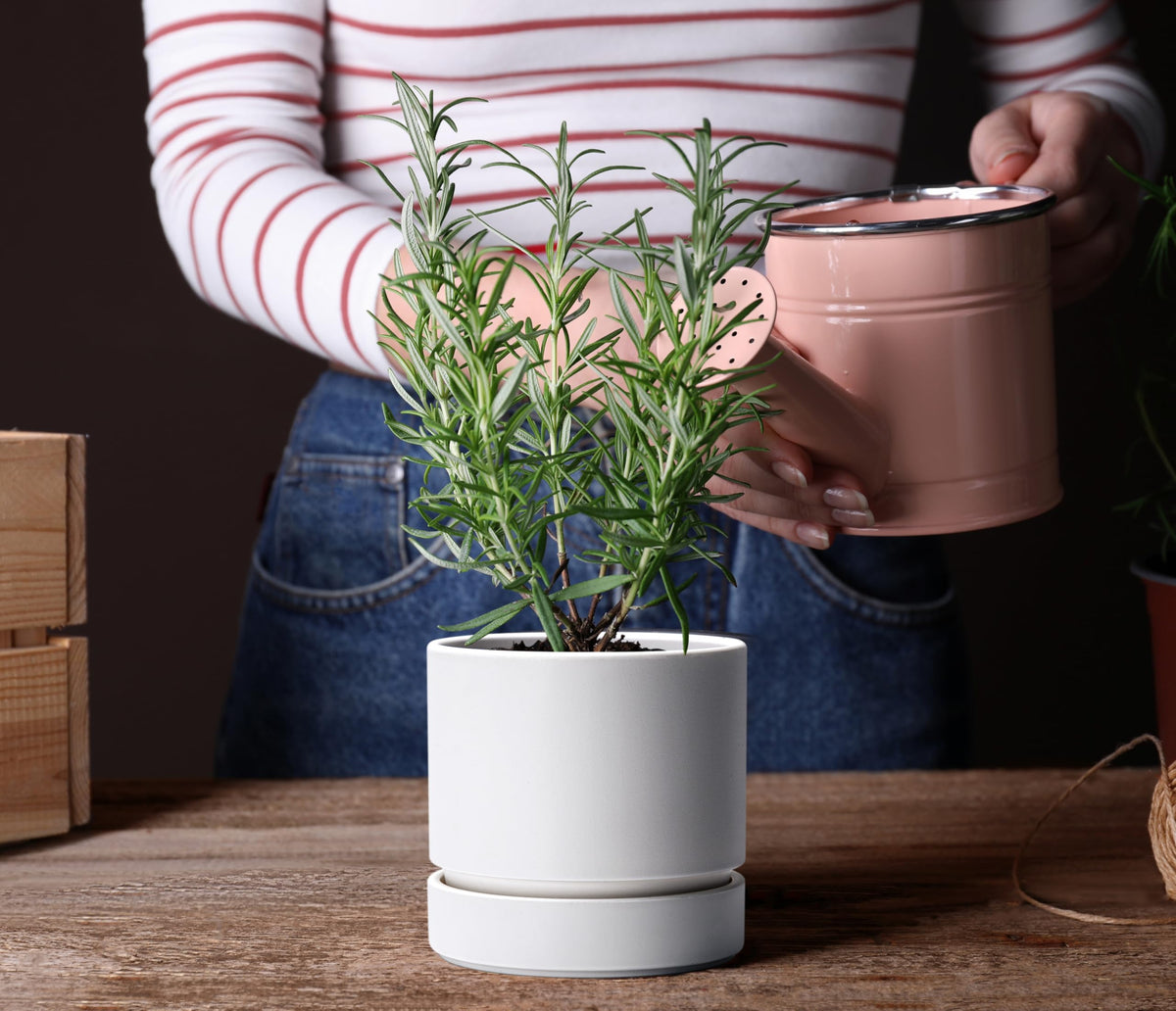 Phoenix Vine 6 Inch Planter Pot with Drainage Hole & Saucer, Deep Water Catch Tray, Straight Cylindrical Round Pot for Plants, Matte White, Pack of 1, 23-B-S-1