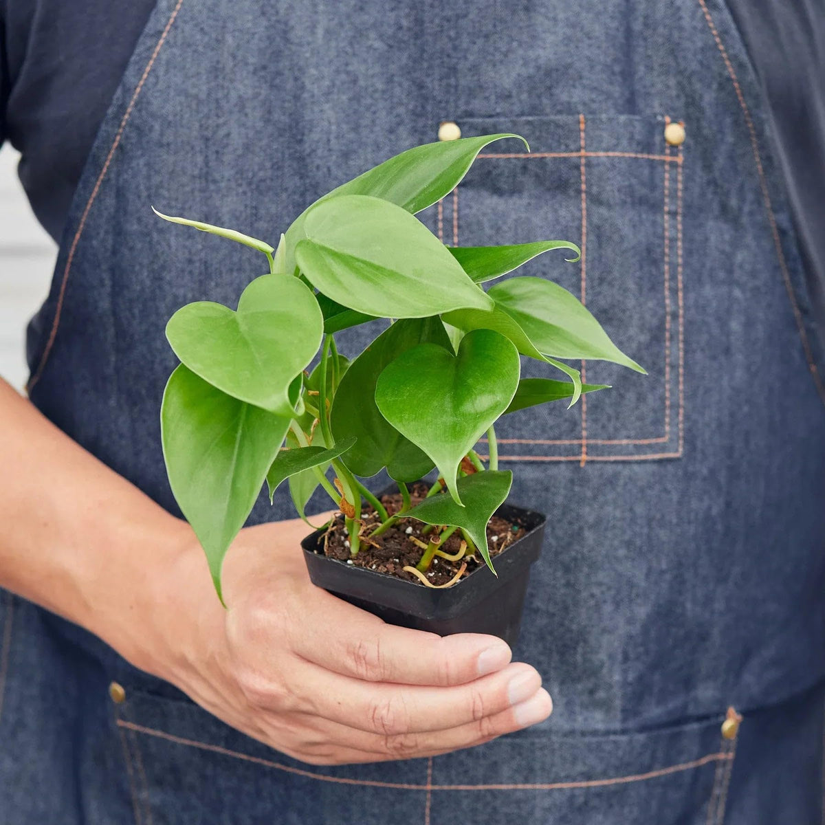 Philodendron Cordatum Heartleaf | Live Plant for Indoor & Outdoor | for Living Room, Office, Bathroom | (3" Pot)