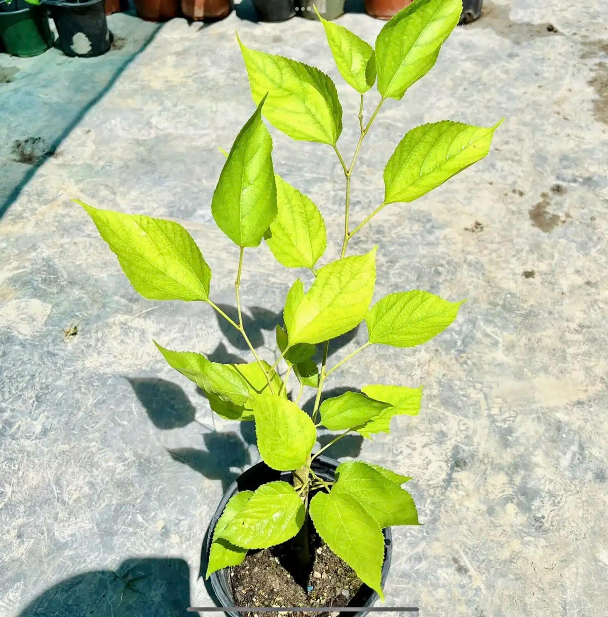 Live Plant - Mulberry (Morus) Tropical Fruit Tree 1’-2’