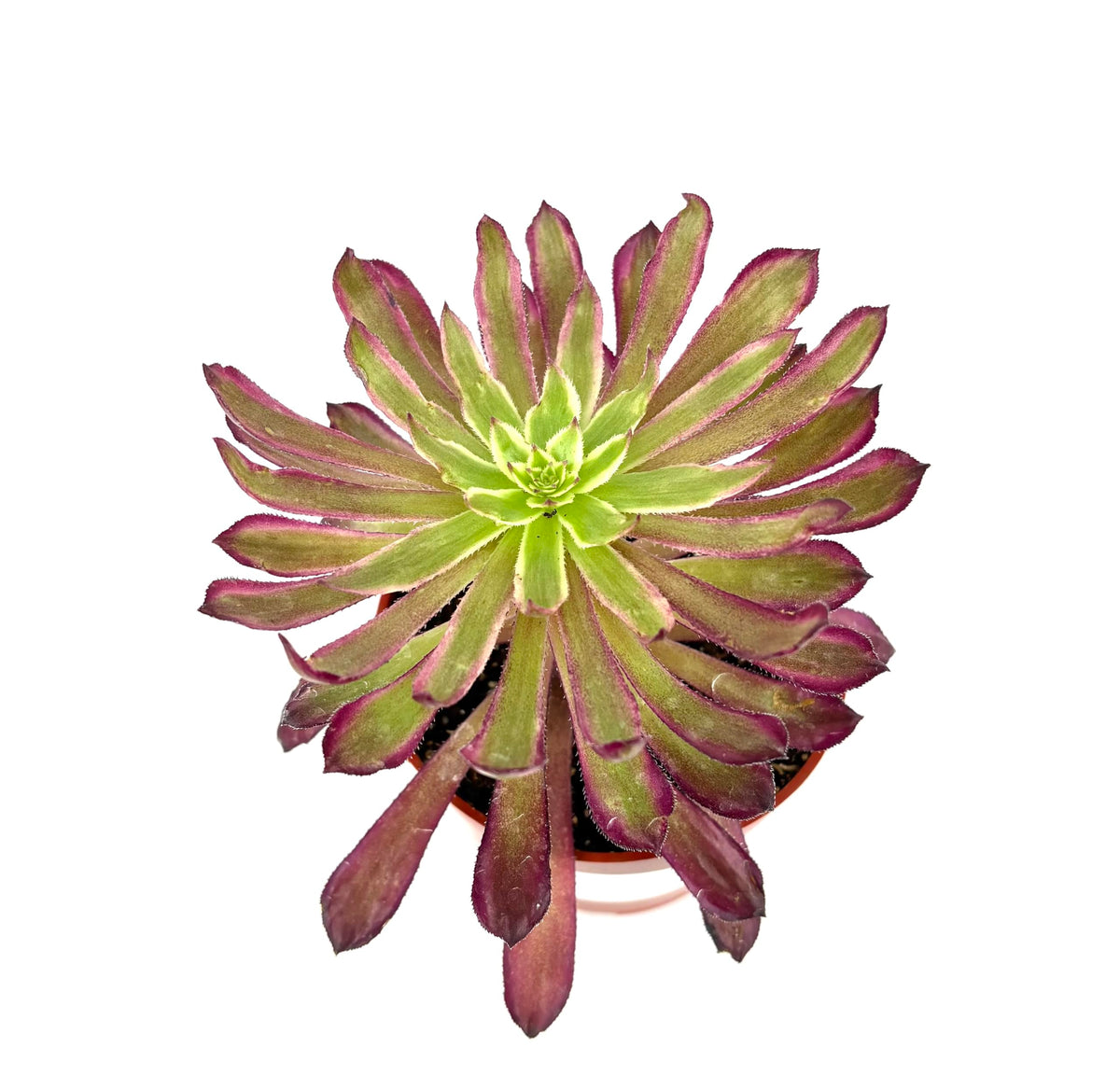 CTS Air Plants Aeonium Mardi Gras Succulent Plant, Colorful Green Blue Pink Rosettes, 4 Inch Pot, Live Indoor Outdoor Plant