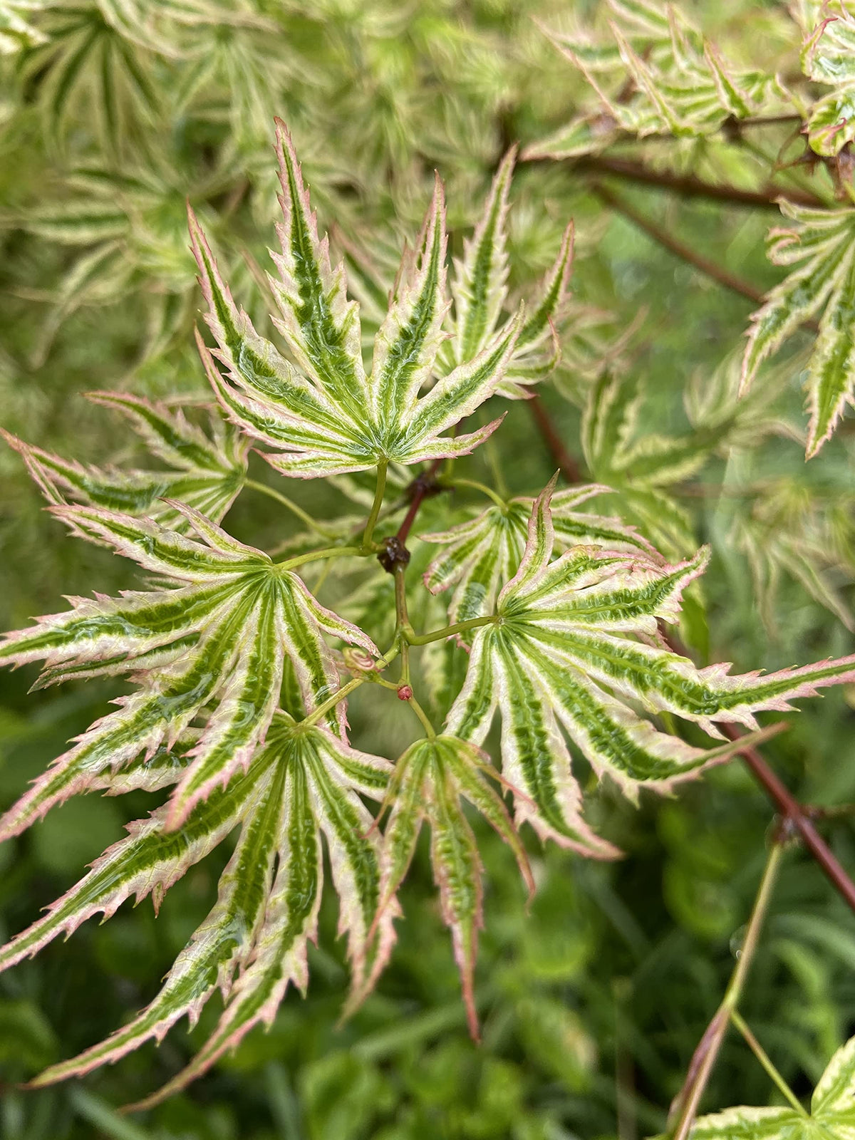 Ikandi Dwarf Variegated Japanese Maple 2 -Year Plant