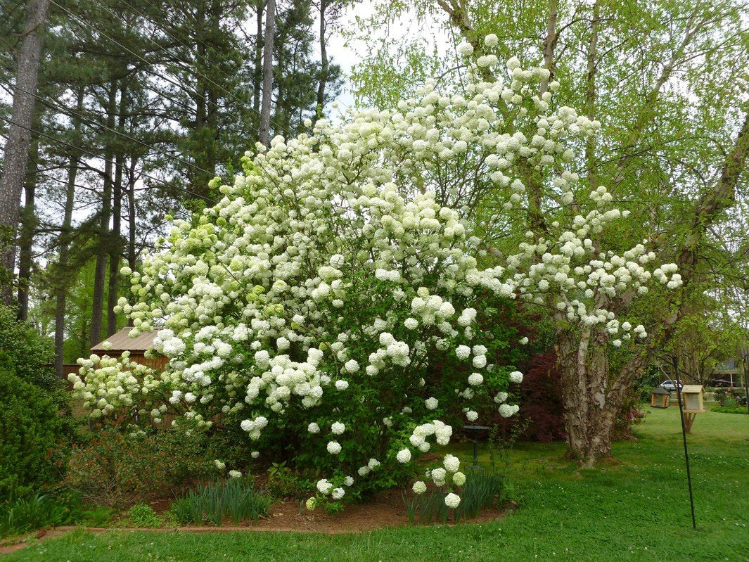 Eastern Snowball Bush ( Viburnum ) - Live Plant - Quart Pot