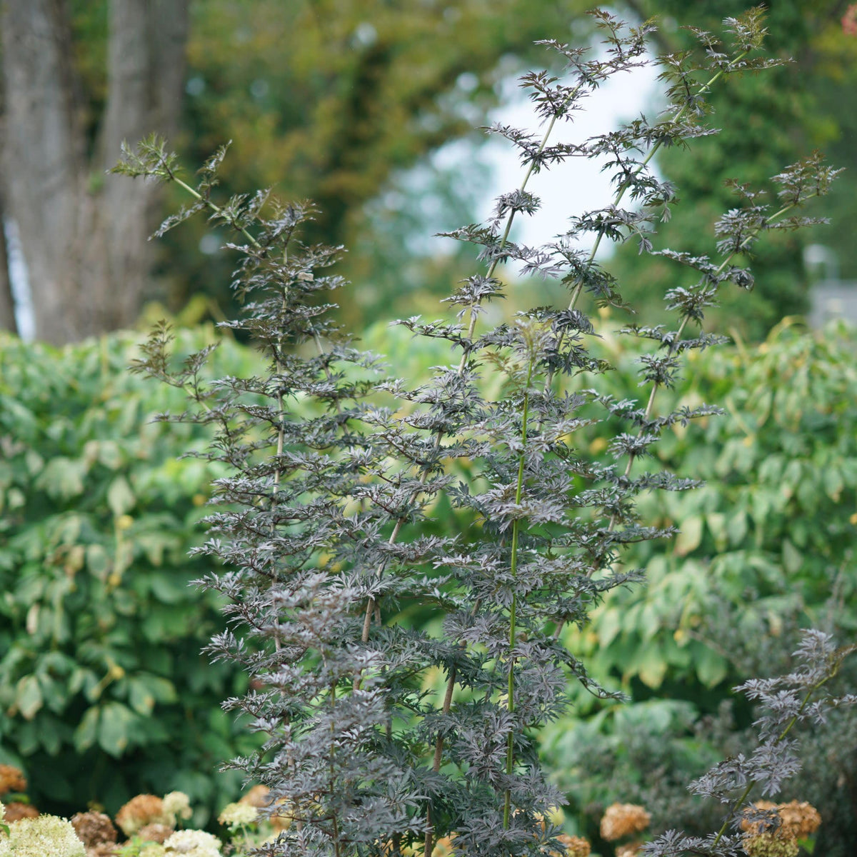 Proven Winners Laced Up Elderberry (Sambucus nigra) Live Plant, 4.5" Qt