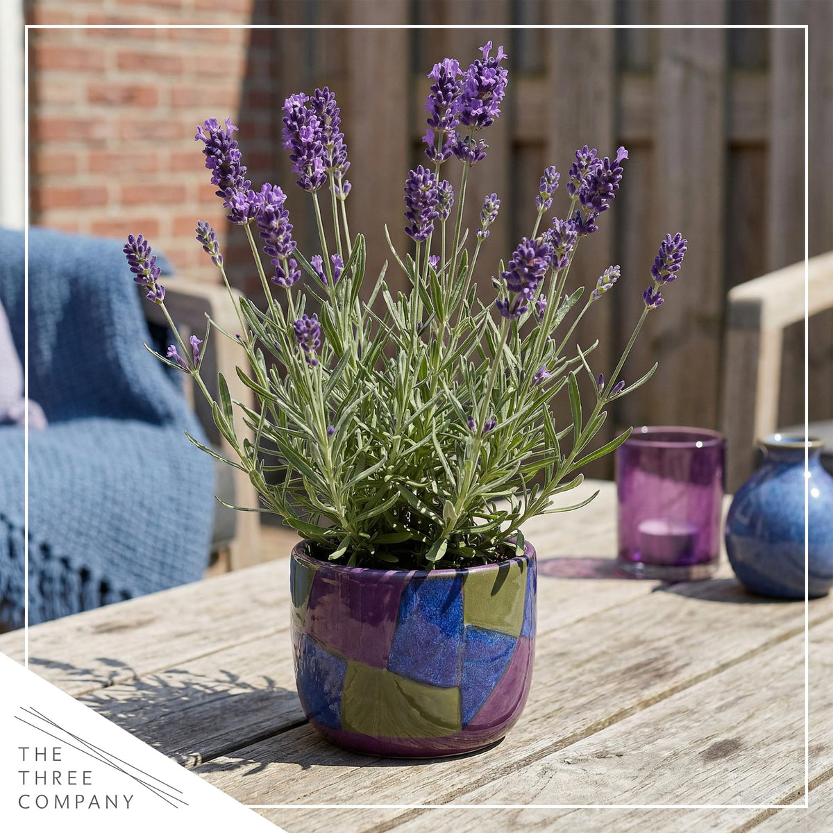 Live Lavender 2-Pack – Purple – Fragrant Sun Perennial Herb, Pollinator Friendly, 10” Tall, 1 Qt Pot