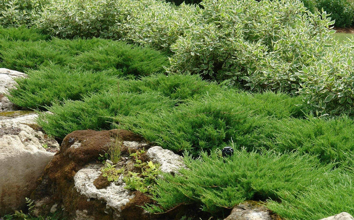 Juniper Andorra Compacta - 3 Live Plants - Juniperus Horizontalis - Drought Tolerant Cold Hardy Evergreen Ground Cover