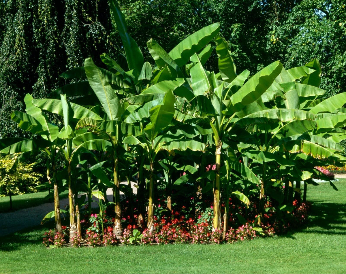 Live Plant - Basjoo Banana Tree Cold Hardy Musa Live Banana Tree-Small Rooted Starter Plant