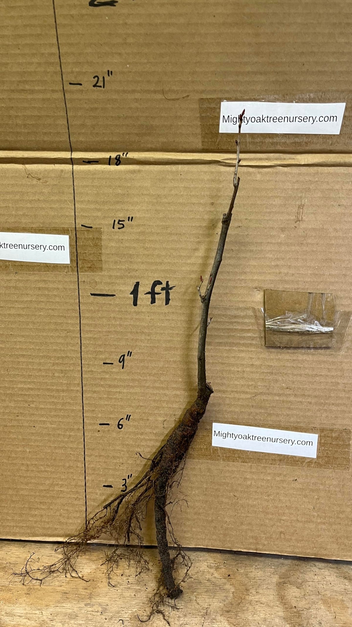 6-12” 1 Year Old Tilia Americana Tree, (American Basswood) Bare Root