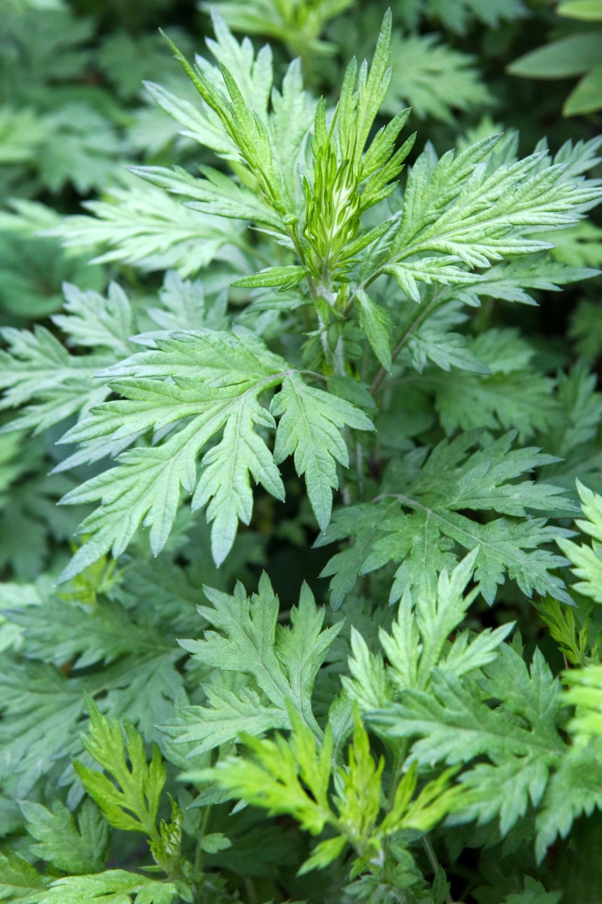 Pilestone Organic Mugwort, Artemisia vulgaris, Live Plant in 4-inch Pot