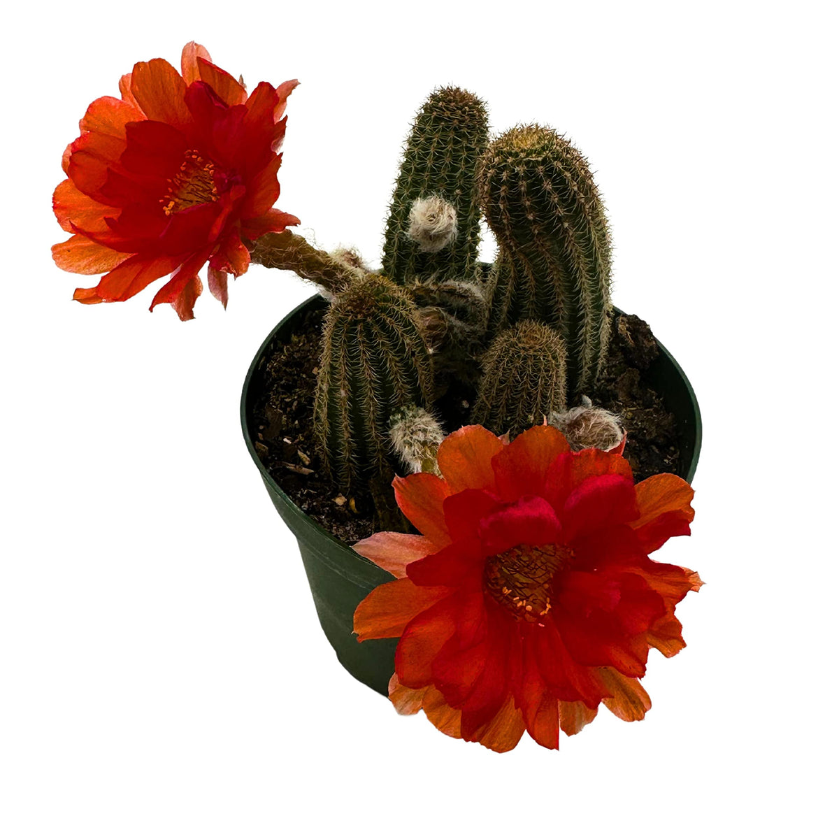 BubbleBlooms Peanut Cactus, Echinopsis chamaecereus in 4 inch Pot
