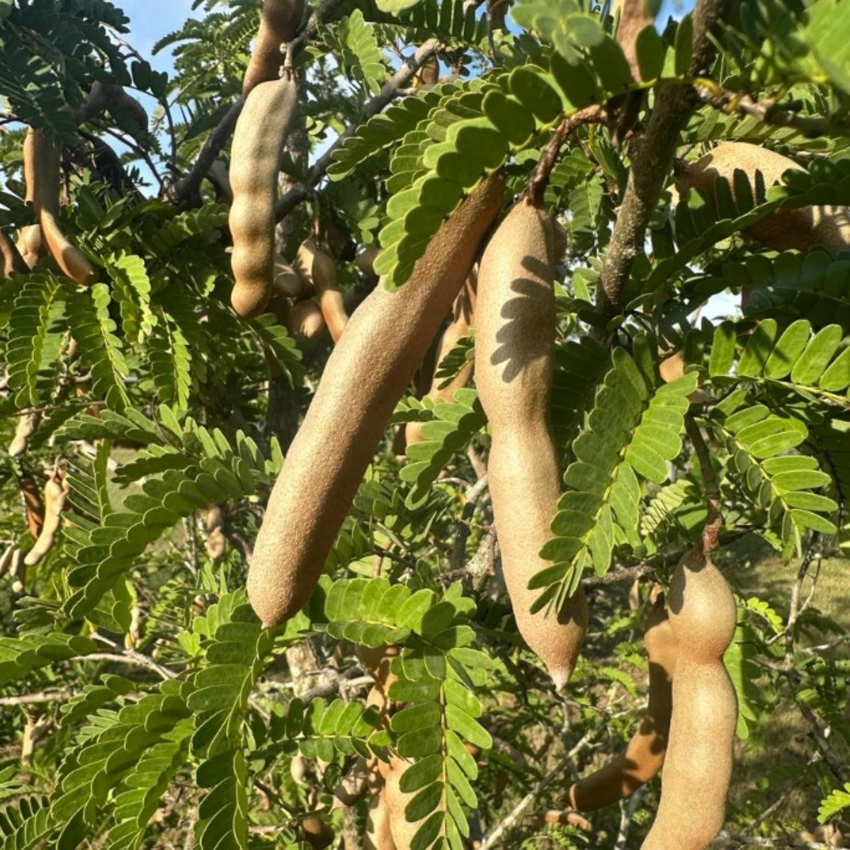 Live Tamarind Tree Plant, Edible Tropical Fruit Tree, 2-3 Ft Tall, Perennial Tropical Fruit Tree for Garden