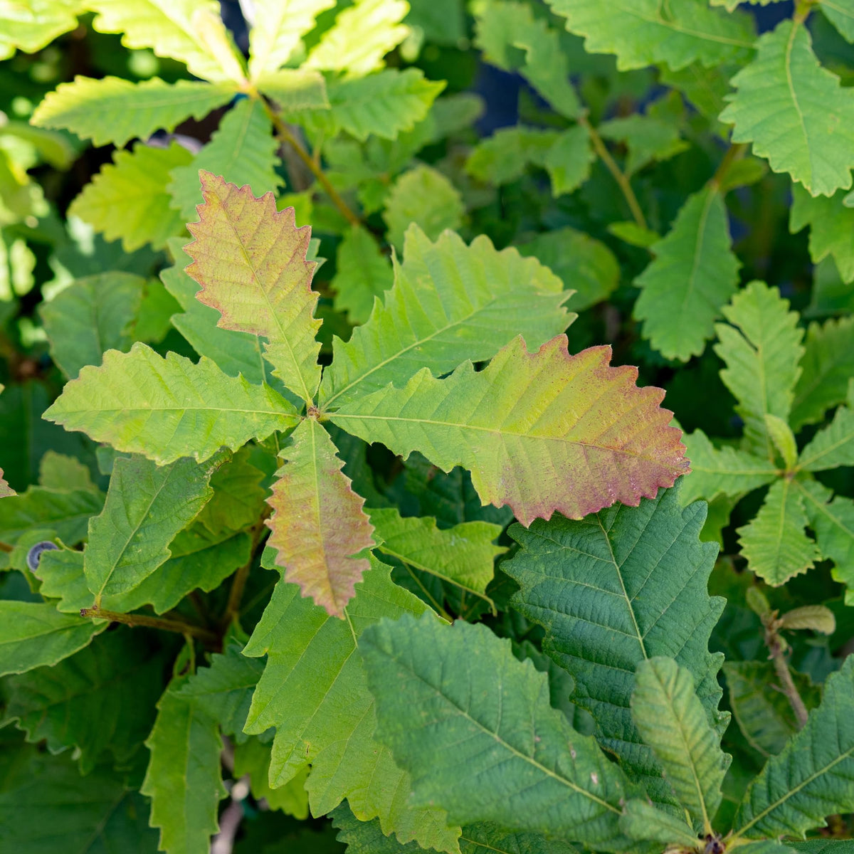 Perfect Plants Swamp Chestnut Oak Tree 1 Gallon | Live Tree for Landscaping | Shade & Privacy Features