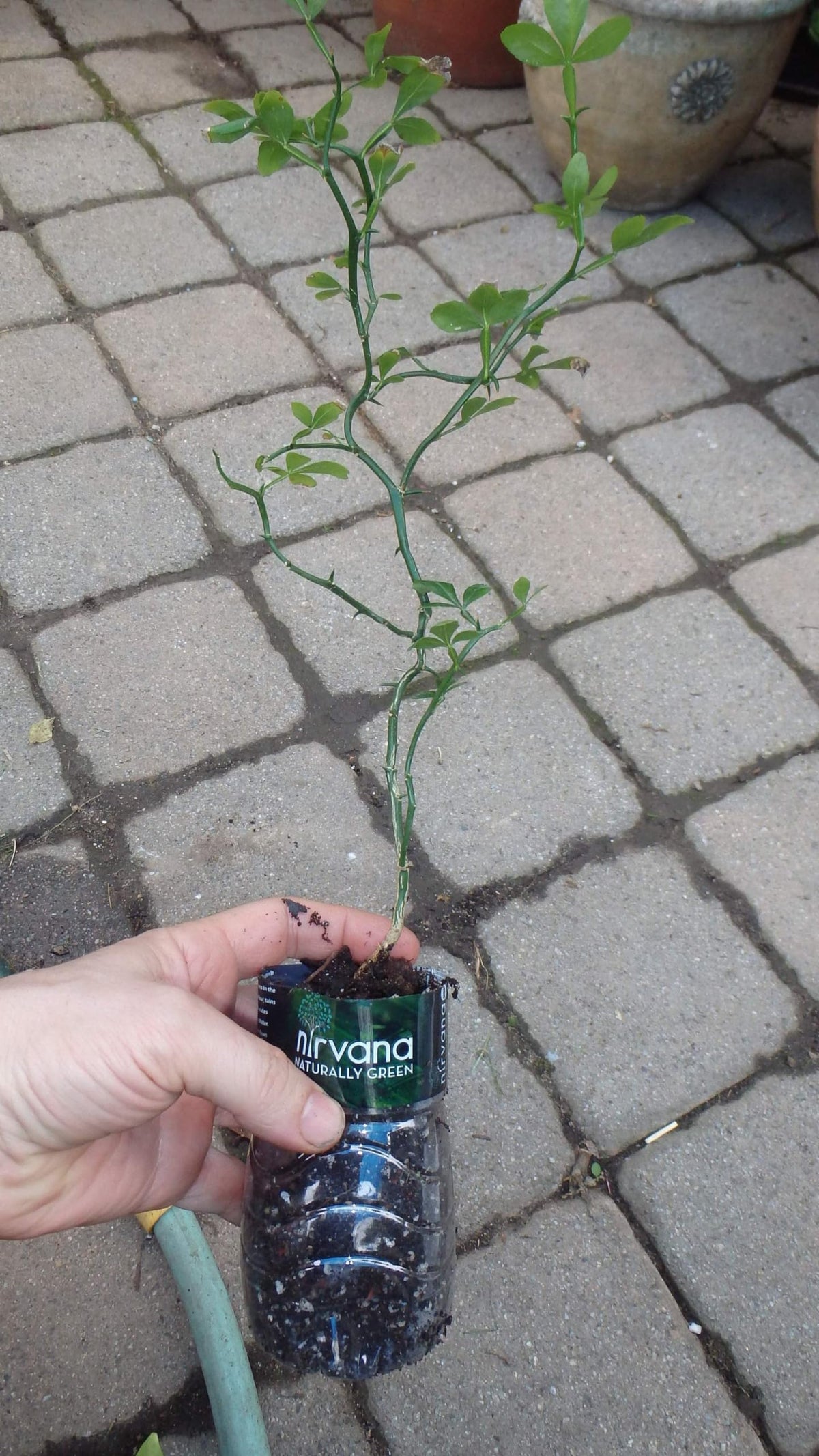 10-15" Tall Flying Dragon Plant 2 Years Old Trifoliate Orange (Poncirus trifoliata) bareroot