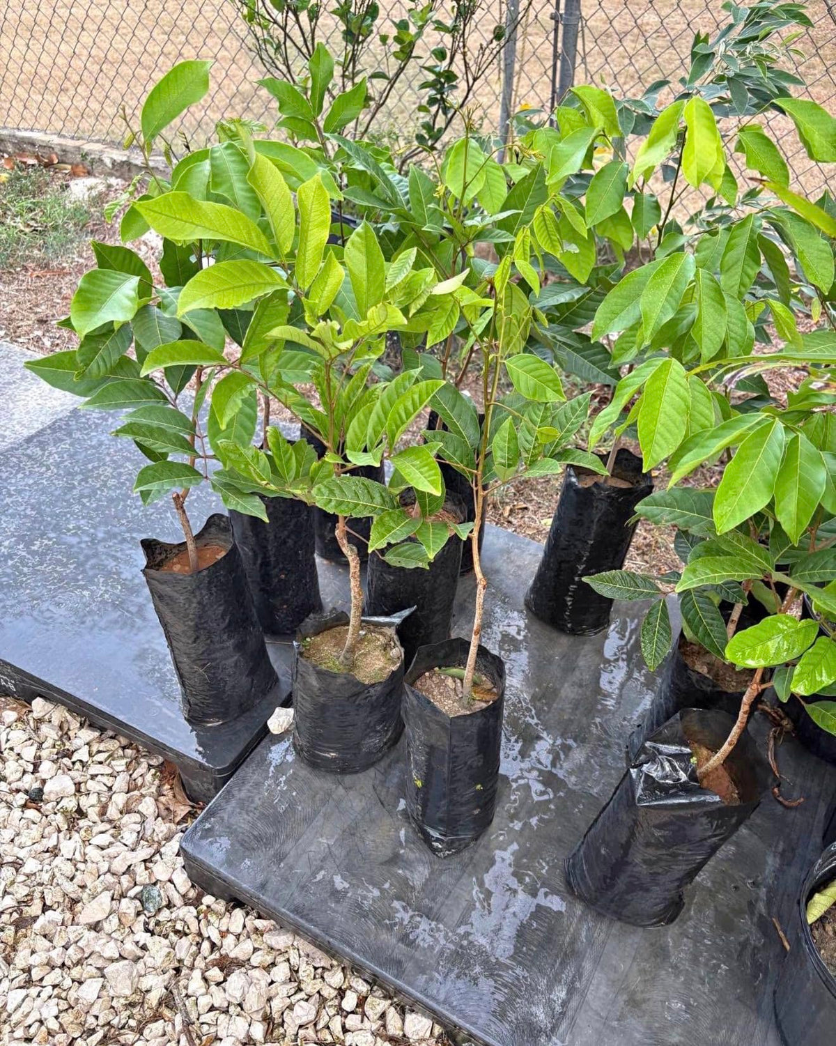 Big Rambutan Plant (Nephelium lappaceum) Tropical Live Fruit Tree (2-3ft)