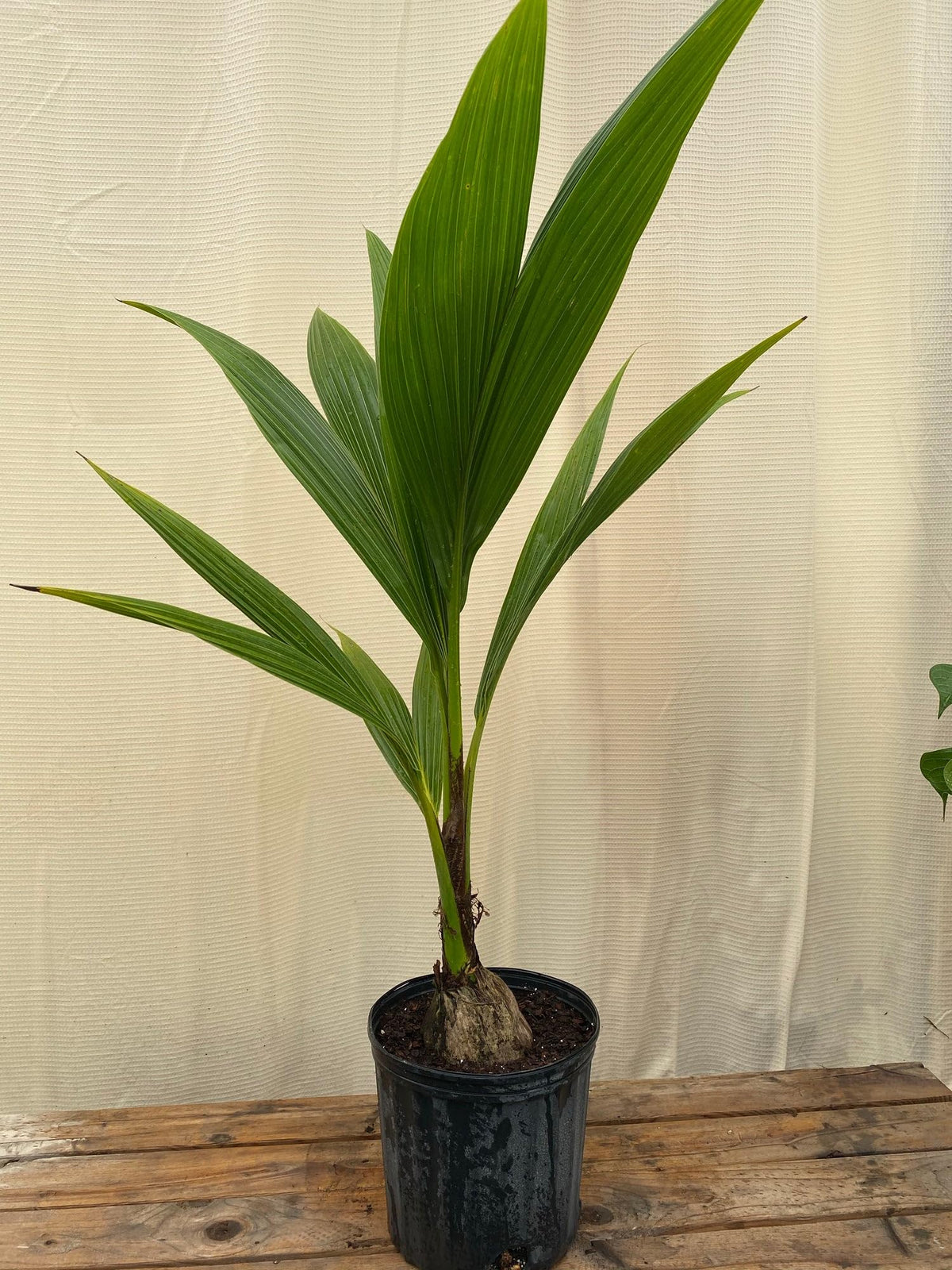 Green Malayan Coconut Palm Tree - Tropical Cocos Nucifera, Low Maintenance Live Exotic Palm for Indoor & Outdoor Spaces, Air-Purifying, Drought-Tolerant Ornamental Accent Plant (2gal Pot, 2-3ft)