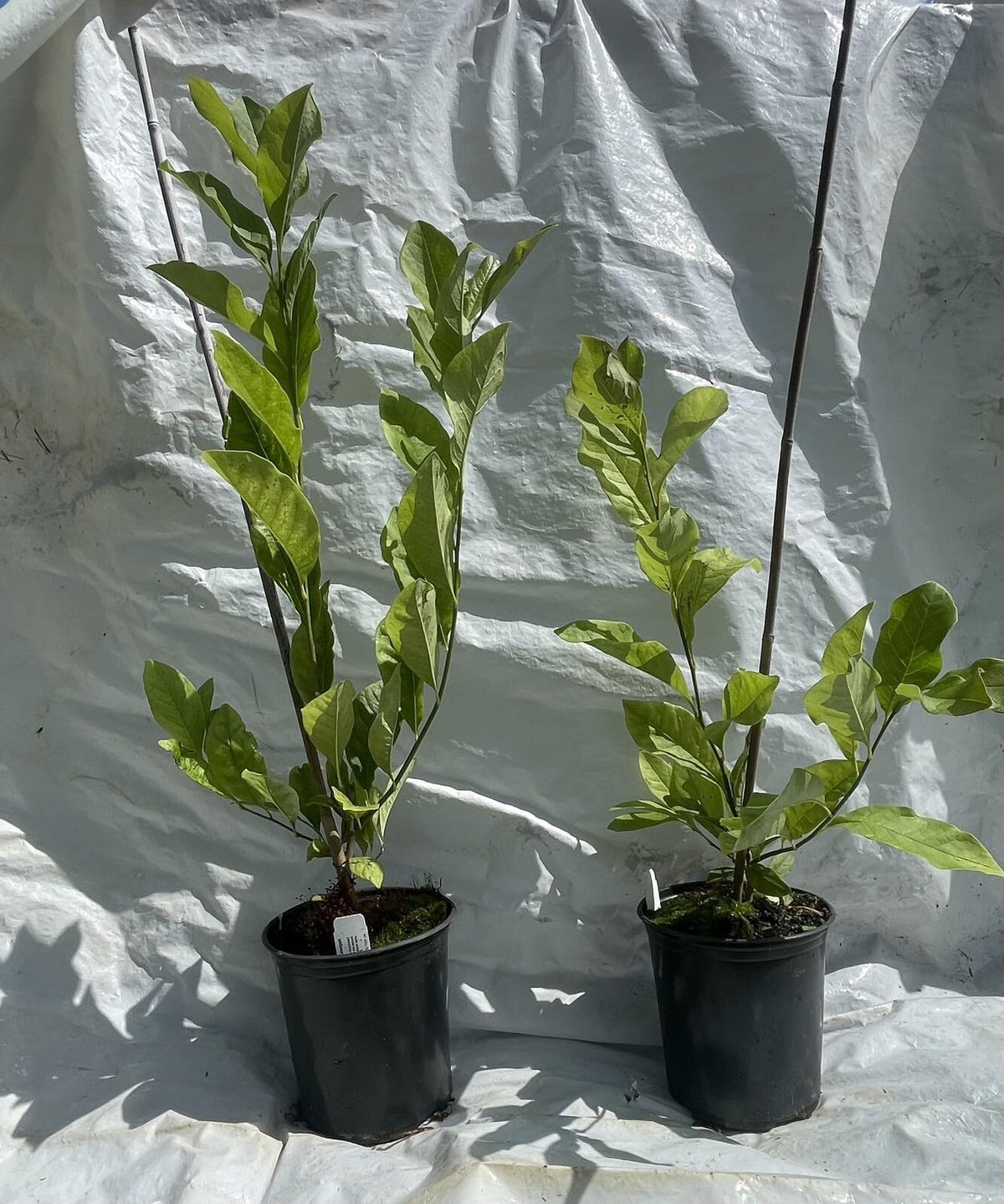 Live Plant - Chinese SaucerMagnolia Hybrid Tree-18-28 Inches Tall
