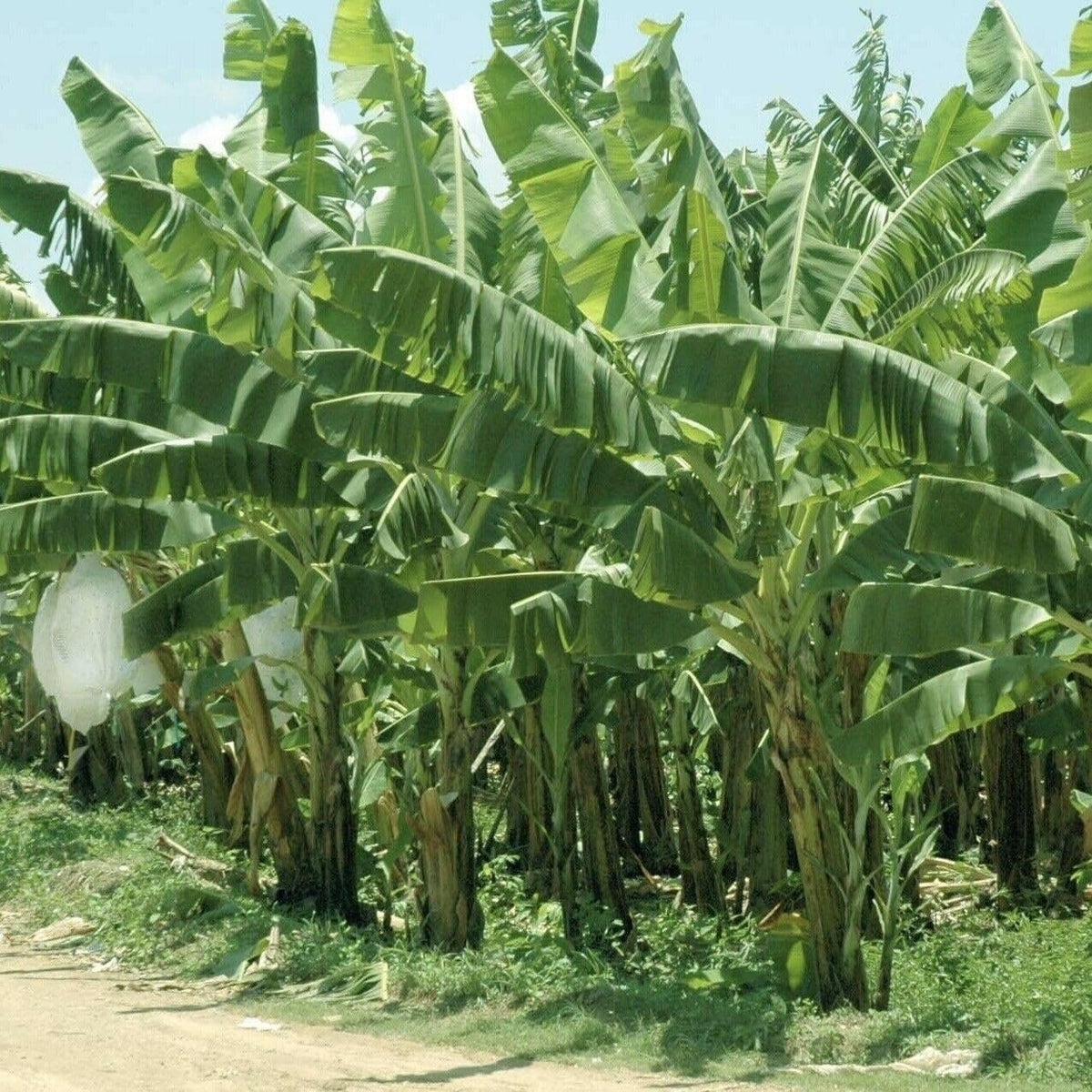 Lady Finger Banana Tree- Live Fruit Tree Tropical Plantae