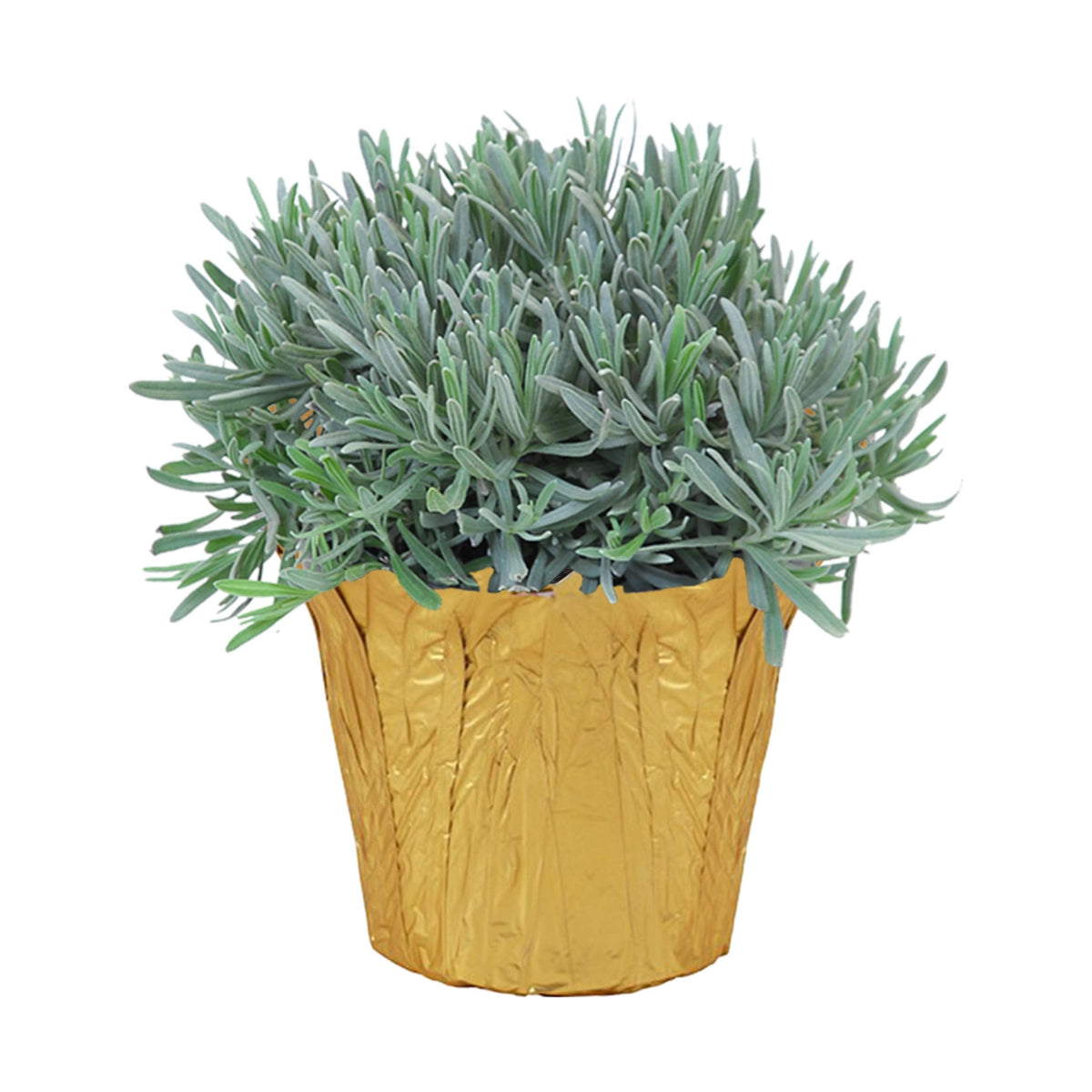 Live Aromatic and Healthy Herb - Lavender, Improves Sleep Quality, Wrapped in Deco Cover, 14" Tall by 6" Wide in 1.25 Quart Pot