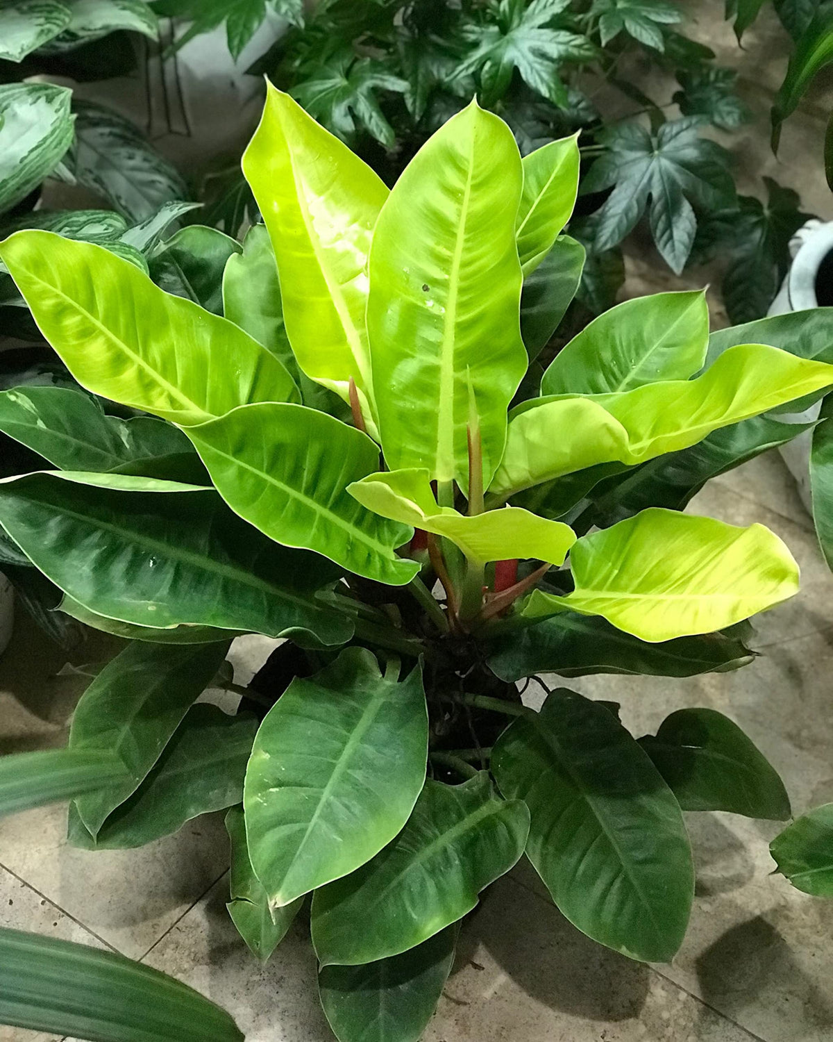 Philodendron Moonlight - Live Starter Plant - Rare and Elegant Indoor Houseplant