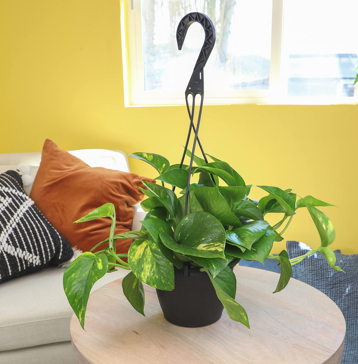 Golden Pothos Plant Live in Hanging Planter Pot Live by Plants for Pets, 1 Count