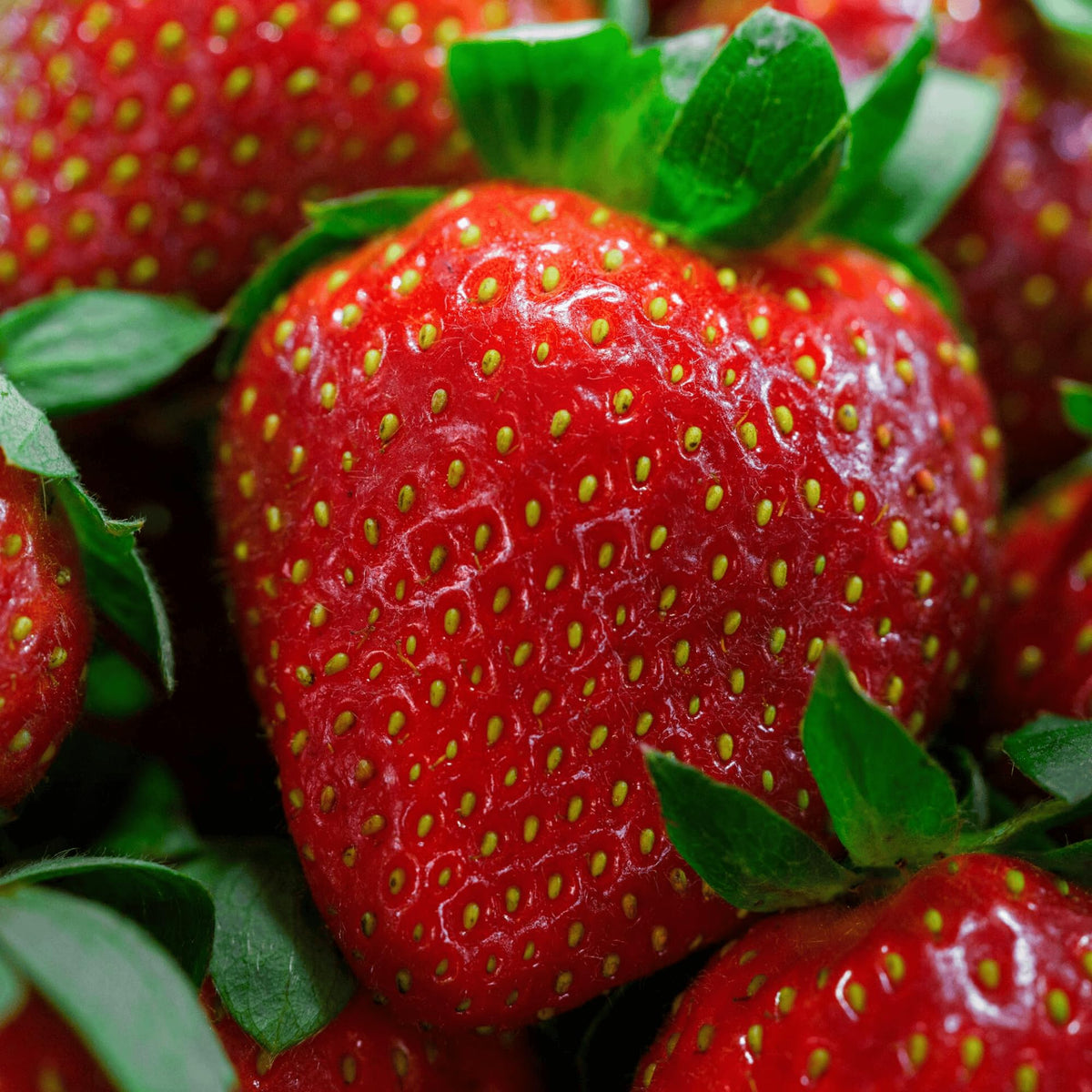 20 Chandler Strawberry Plants - Bare Root June Bearing Strawberries from Hand Picked Nursery