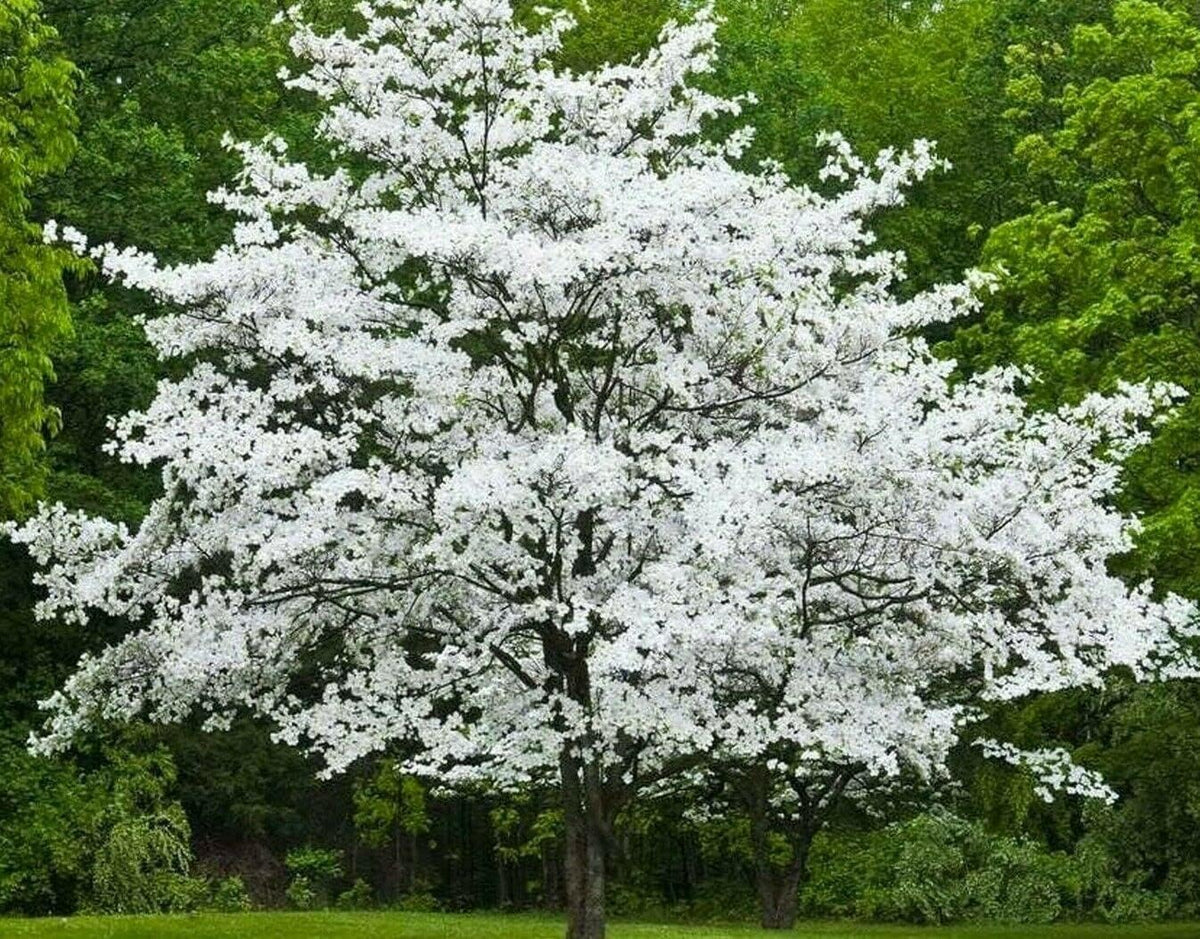 5 White Flowering Dogwood Trees - 10-18" Tall Seedlings - Live Plants/Shrubs - Cornus Florida - (5 Pack)