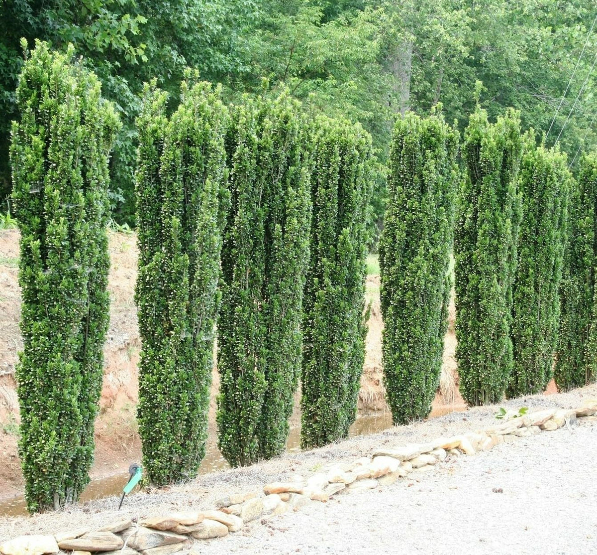 Live Plant - 5 Sky Pencil Holly Shrubs/Trees/Hedges - 3-6" Tall Live Plants - 2.5" Pots