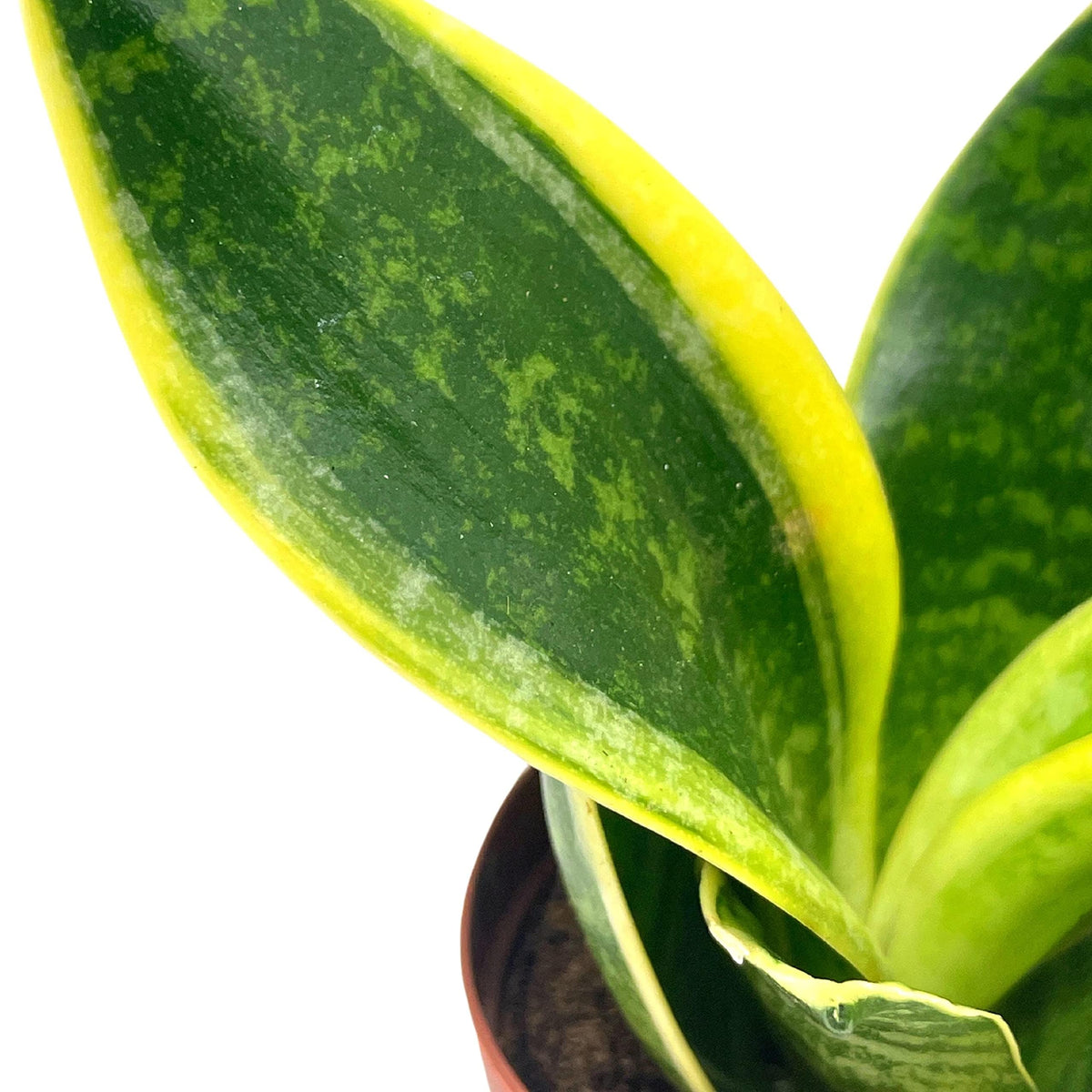 BubbleBlooms Varigated Snake Plant in a 2 inch Pot Sansevieria Dracaena trifasciata Tiny Mini Pixie Plant