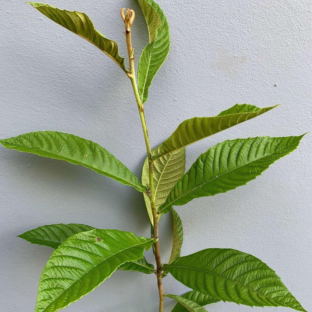 Live Plant - Loquat (Eriobotrya Japonica) Tropical Live Fruit Tree 1’-2’
