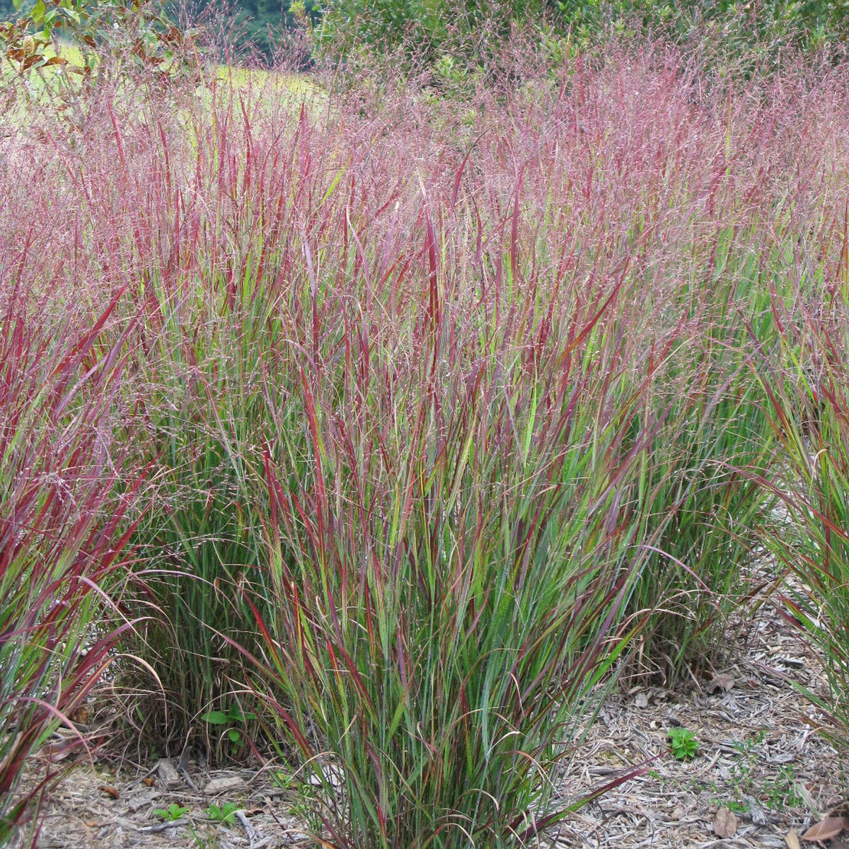 Van Zyverden Ornamental Grass Red Switch Grass One 3.25" Dormant Potted Plant