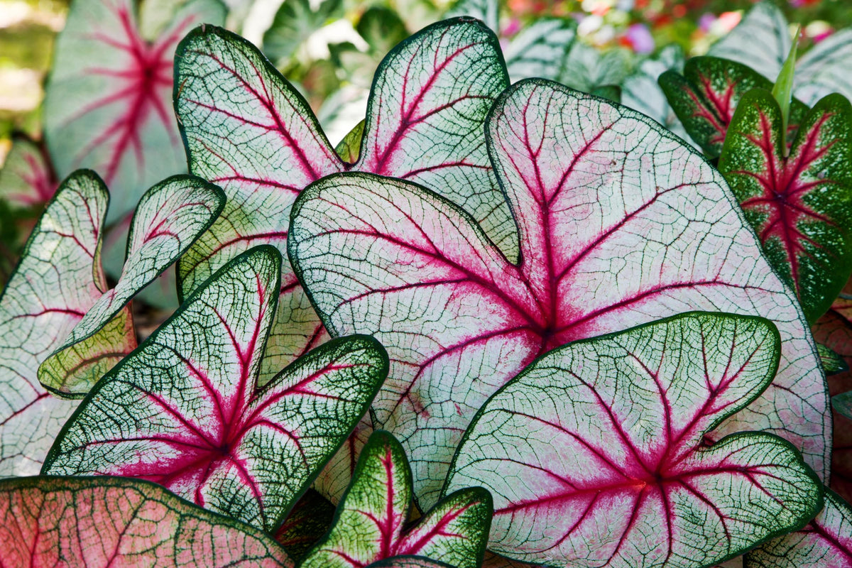 6 Angels Wings Caladium Bulbs for Planting - Perennial Hosta, Elephant Ears