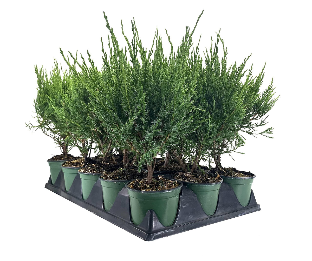 Sea Green Juniper - 3 Live 4 Inch Pots - Juniperus Chinensis - Drought Tolerant Cold Hardy Evergreen Border Screening Plant