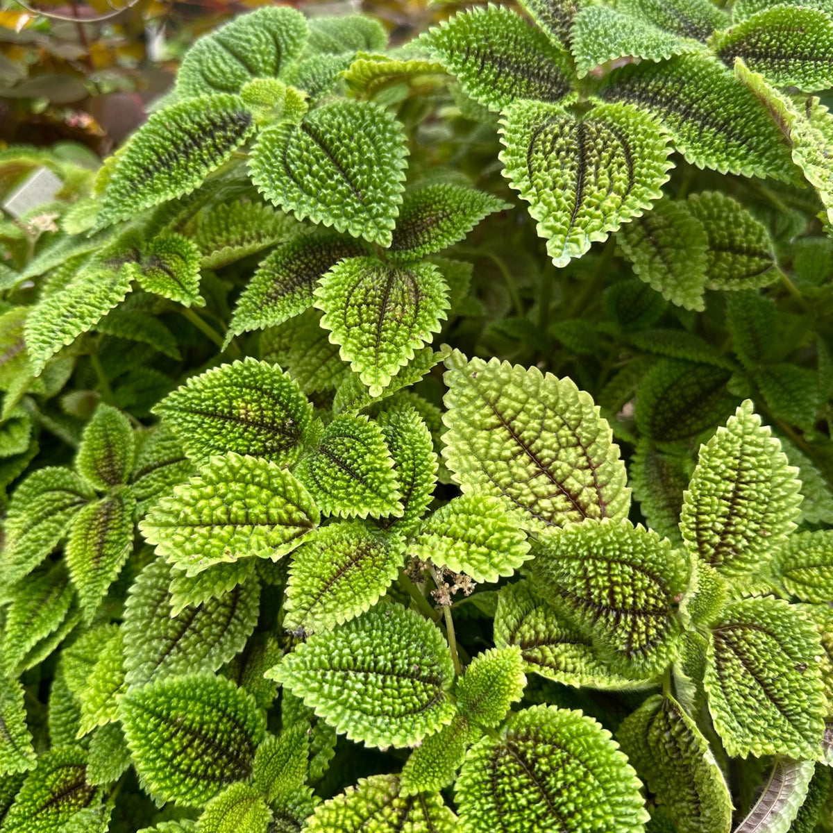 Pilea Moon Valley | Live Plant for Indoor & Outdoor | for Living Room, Office, Bathroom | (4" Pot)
